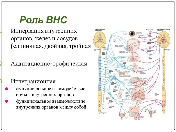 Роль ВНС Иннервация внутренних органов, желез и сосудов (единичная, двойная, тройная)