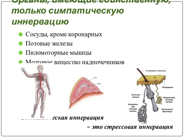 Органы, имеющие единственную, только симпатическую иннервацию Сосуды, кроме коронарных Потовые железы