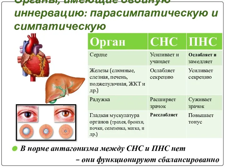 Органы, имеющие двойную иннервацию: парасимпатическую и симпатическую В норме антагонизма между