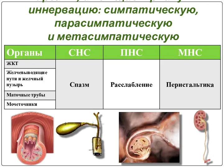 Органы, имеющие тройную иннервацию: симпатическую, парасимпатическую и метасимпатическую