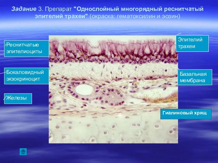 Задание 3. Препарат "Однослойный многорядный реснитчатый эпителий трахеи" (окраска: гематоксилин и