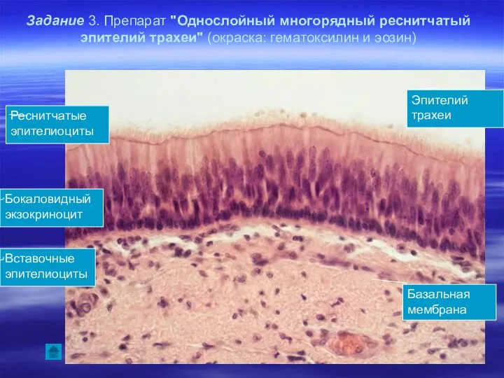 Задание 3. Препарат "Однослойный многорядный реснитчатый эпителий трахеи" (окраска: гематоксилин и