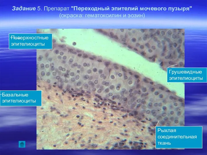 Задание 5. Препарат "Переходный эпителий мочевого пузыря" (окраска: гематоксилин и эозин)