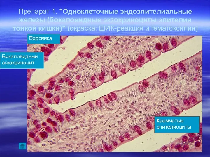 Препарат 1. "Одноклеточные эндоэпителиальные железы (бокаловидные экзокриноциты эпителия тонкой кишки)" (окраска: