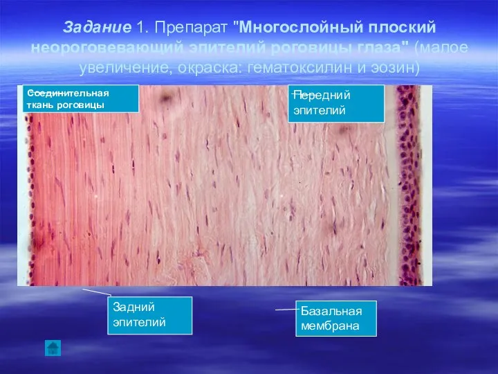 Задание 1. Препарат "Многослойный плоский неороговевающий эпителий роговицы глаза" (малое увеличение,