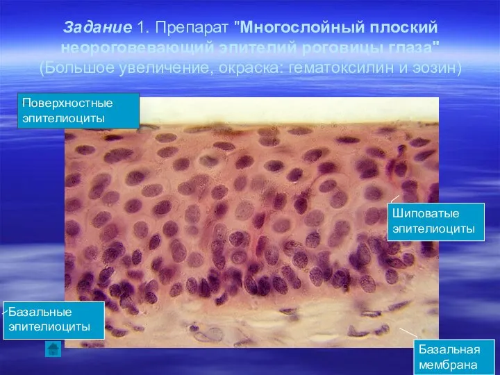 Задание 1. Препарат "Многослойный плоский неороговевающий эпителий роговицы глаза" (Большое увеличение,