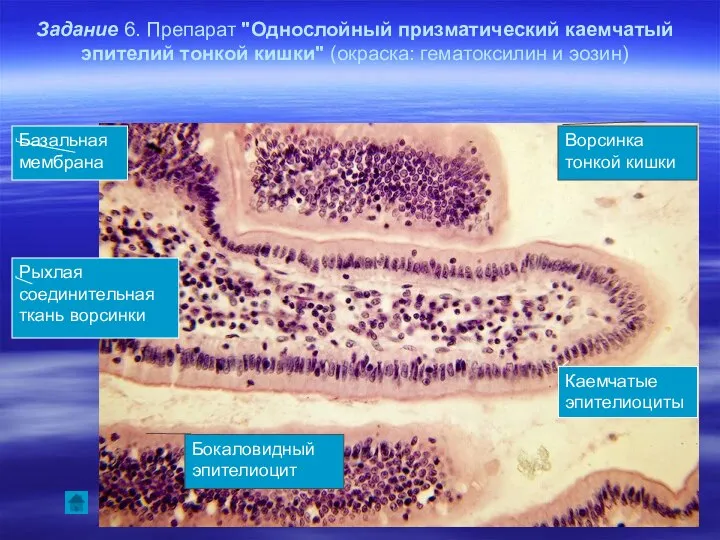 Задание 6. Препарат "Однослойный призматический каемчатый эпителий тонкой кишки" (окраска: гематоксилин
