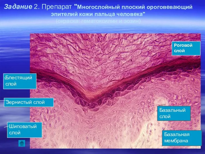 Задание 2. Препарат "Многослойный плоский ороговевающий эпителий кожи пальца человека" (окраска: