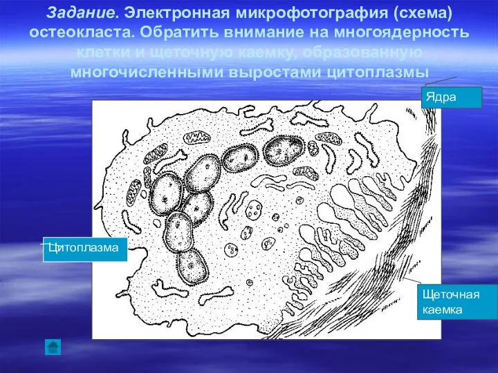 Задание. Электронная микрофотография (схема) остеокласта. Обратить внимание на многоядерность клетки и