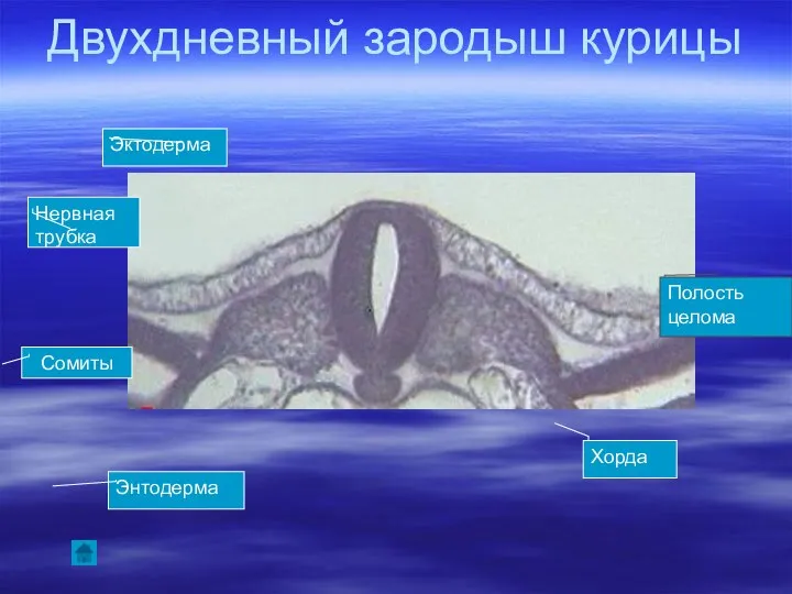 Двухдневный зародыш курицы Эктодерма Полость целома Нервная трубка Хорда Энтодерма Сомиты