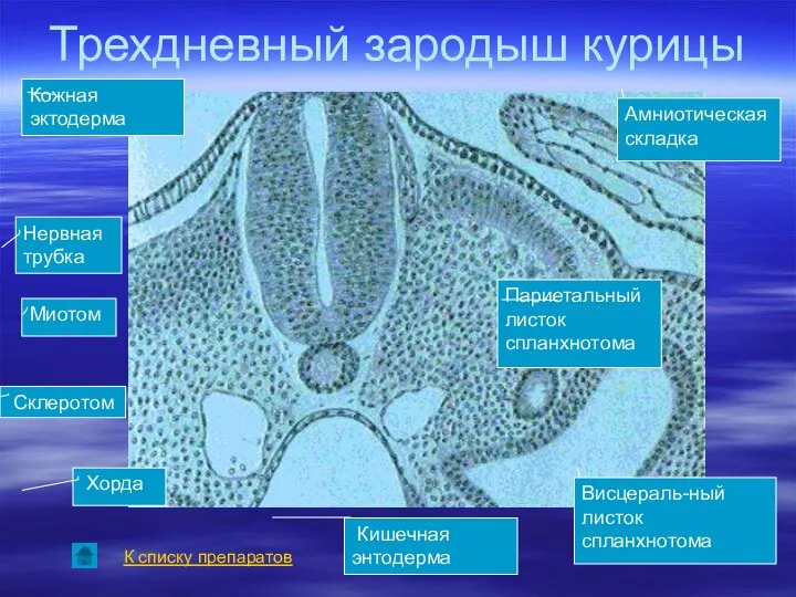 Трехдневный зародыш курицы К списку препаратов Кожная эктодерма Амниотическая складка Нервная