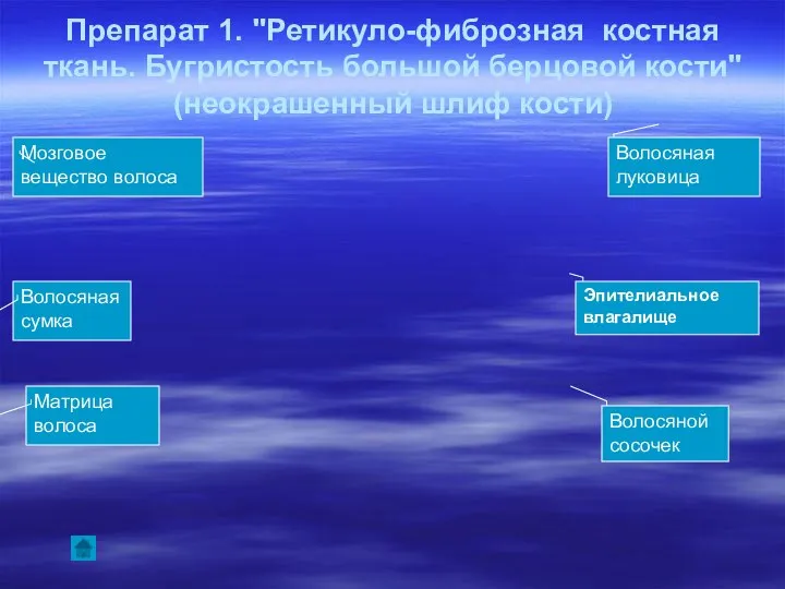 Препарат 1. "Ретикуло-фиброзная костная ткань. Бугристость большой берцовой кости" (неокрашенный шлиф