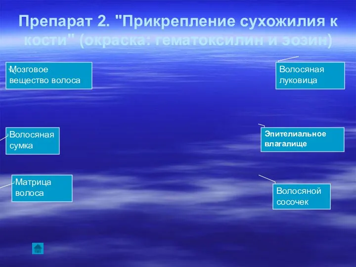 Препарат 2. "Прикрепление сухожилия к кости" (окраска: гематоксилин и эозин) Волосяная