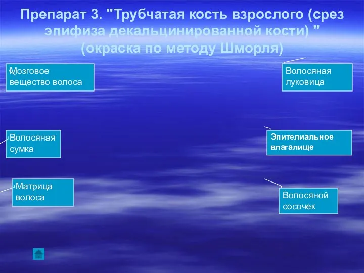 Препарат 3. "Трубчатая кость взрослого (срез эпифиза декальцинированной кости) " (окраска