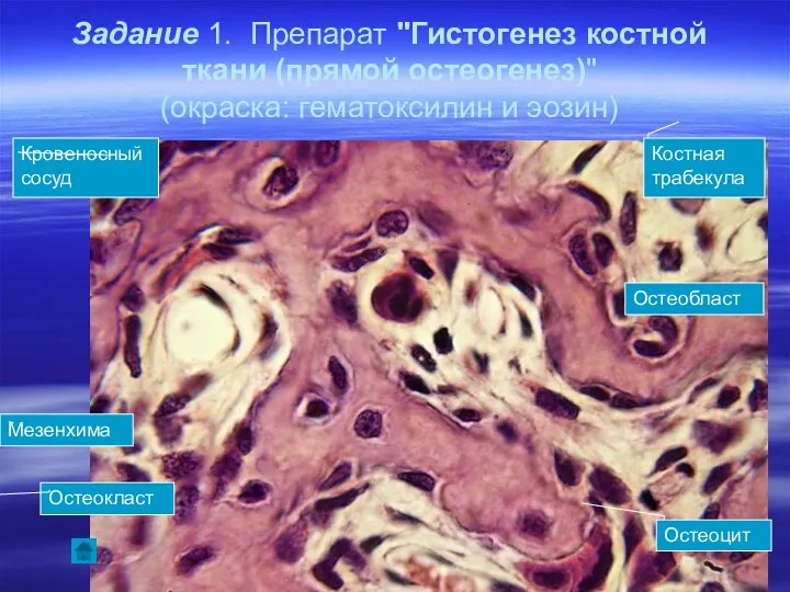 Задание 1. Препарат "Гистогенез костной ткани (прямой остеогенез)" (окраска: гематоксилин и