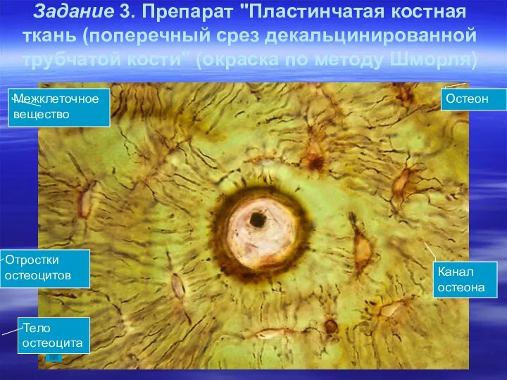 Задание 3. Препарат "Пластинчатая костная ткань (поперечный срез декальцинированной трубчатой кости"