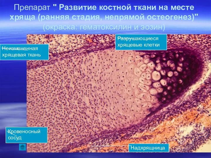 Препарат " Развитие костной ткани на месте хряща (ранняя стадия, непрямой