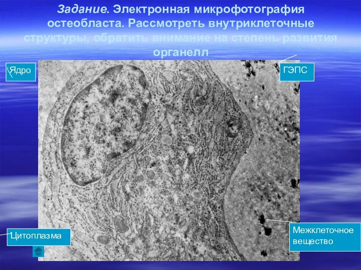 Задание. Электронная микрофотография остеобласта. Рассмотреть внутриклеточные структуры, обратить внимание на степень