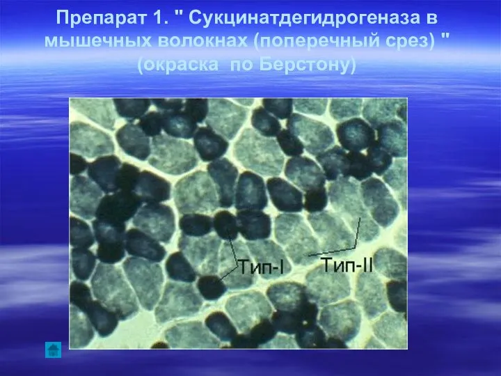 Препарат 1. " Сукцинатдегидрогеназа в мышечных волокнах (поперечный срез) " (окраска по Берстону)