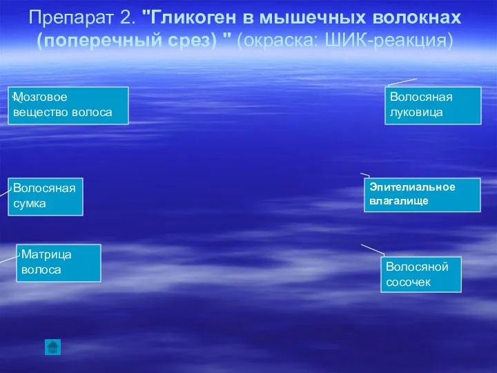 Препарат 2. "Гликоген в мышечных волокнах (поперечный срез) " (окраска: ШИК-реакция)