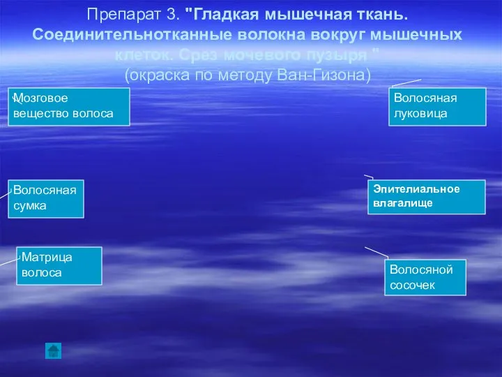 Препарат 3. "Гладкая мышечная ткань. Соединительнотканные волокна вокруг мышечных клеток. Срез