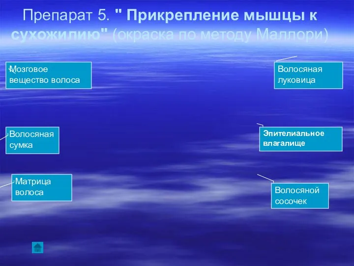 Препарат 5. " Прикрепление мышцы к сухожилию" (окраска по методу Маллори)