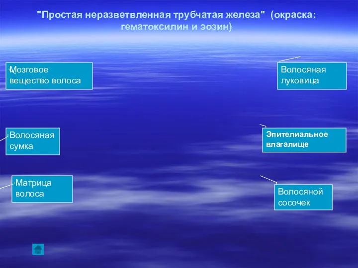 "Простая неразветвленная трубчатая железа" (окраска: гематоксилин и эозин) Волосяная луковица Матрица