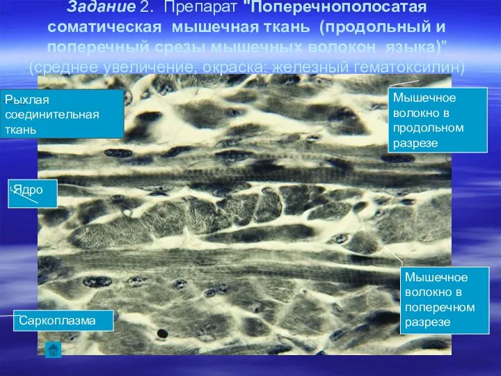 Задание 2. Препарат "Поперечнополосатая соматическая мышечная ткань (продольный и поперечный срезы