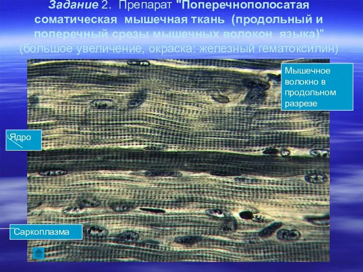 Задание 2. Препарат "Поперечнополосатая соматическая мышечная ткань (продольный и поперечный срезы