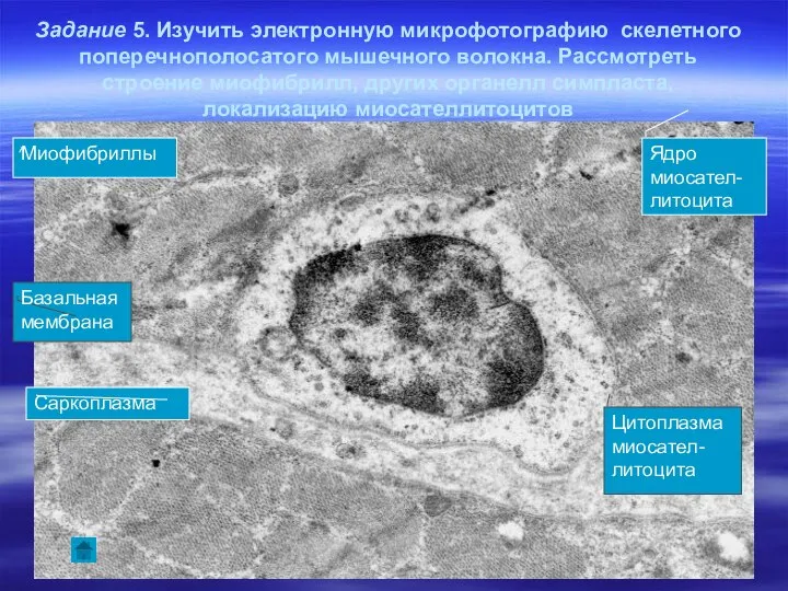 Задание 5. Изучить электронную микрофотографию скелетного поперечнополосатого мышечного волокна. Рассмотреть строение