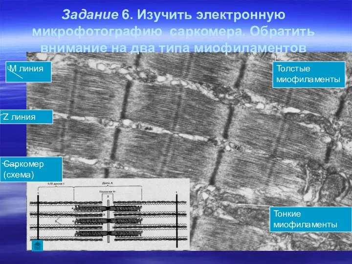 Задание 6. Изучить электронную микрофотографию саркомера. Обратить внимание на два типа