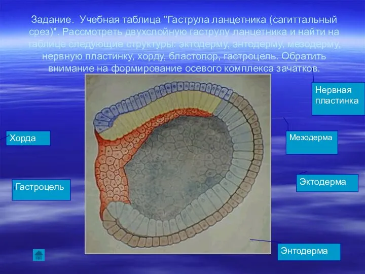 Задание. Учебная таблица "Гаструла ланцетника (сагиттальный срез)". Рассмотреть двухслойную гаструлу ланцетника