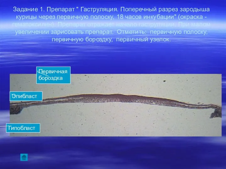 Задание 1. Препарат " Гаструляция. Поперечный разрез зародыша курицы через первичную