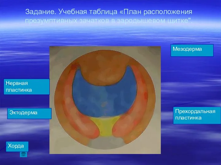 Задание. Учебная таблица «План расположения презумптивных зачатков в зародышевом щитке". Эктодерма