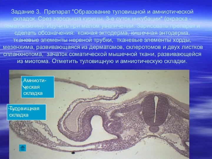 Задание 3. Препарат "Образование туловищной и амниотической складок. Срез зародыша курицы,