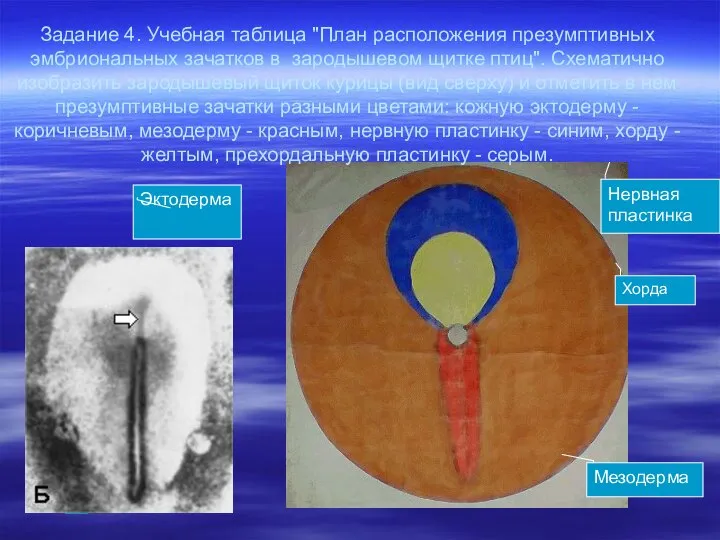 Задание 4. Учебная таблица "План расположения презумптивных эмбриональных зачатков в зародышевом