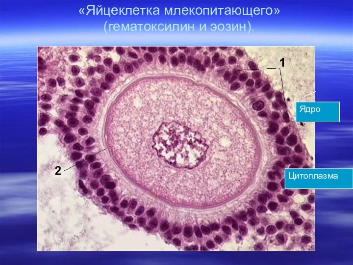 «Яйцеклетка млекопитающего» (гематоксилин и эозин). Ядро Цитоплазма