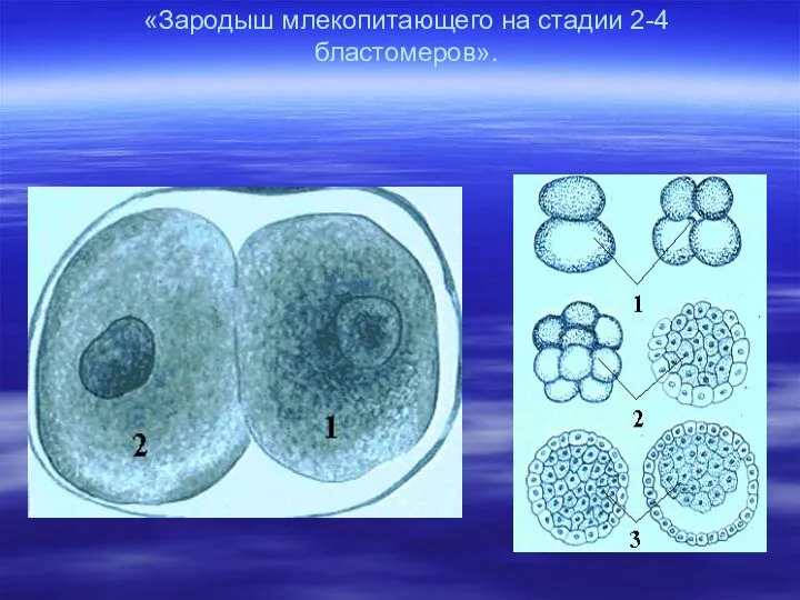 «Зародыш млекопитающего на стадии 2-4 бластомеров».