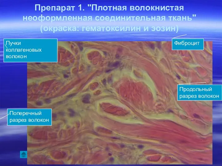 Препарат 1. "Плотная волокнистая неоформленная соединительная ткань" (окраска: гематоксилин и эозин)