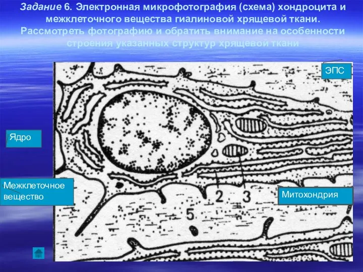 Задание 6. Электронная микрофотография (схема) хондроцита и межклеточного вещества гиалиновой хрящевой