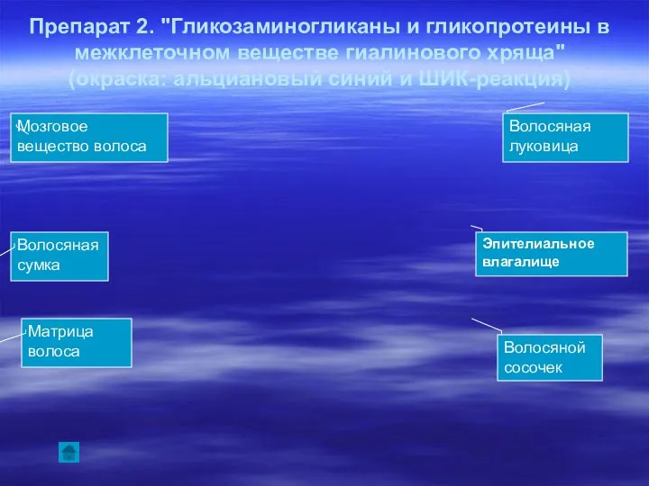 Препарат 2. "Гликозаминогликаны и гликопротеины в межклеточном веществе гиалинового хряща" (окраска: