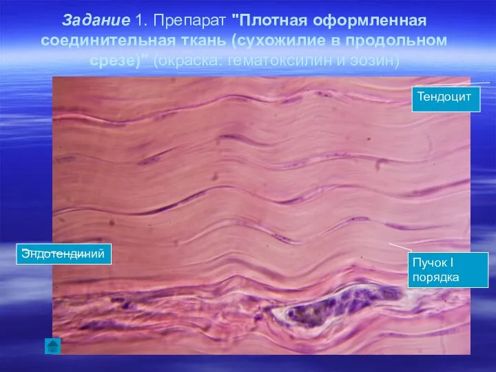 Задание 1. Препарат "Плотная оформленная соединительная ткань (сухожилие в продольном срезе)"