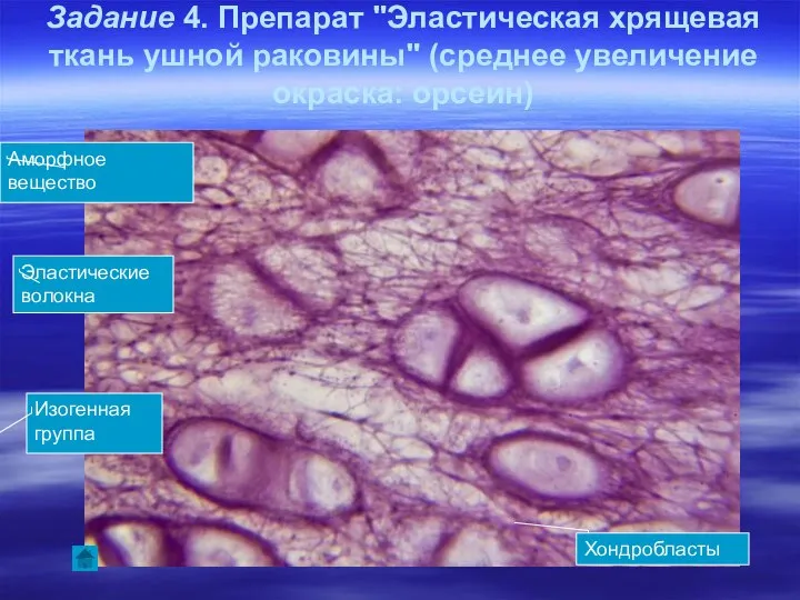 Задание 4. Препарат "Эластическая хрящевая ткань ушной раковины" (среднее увеличение окраска: