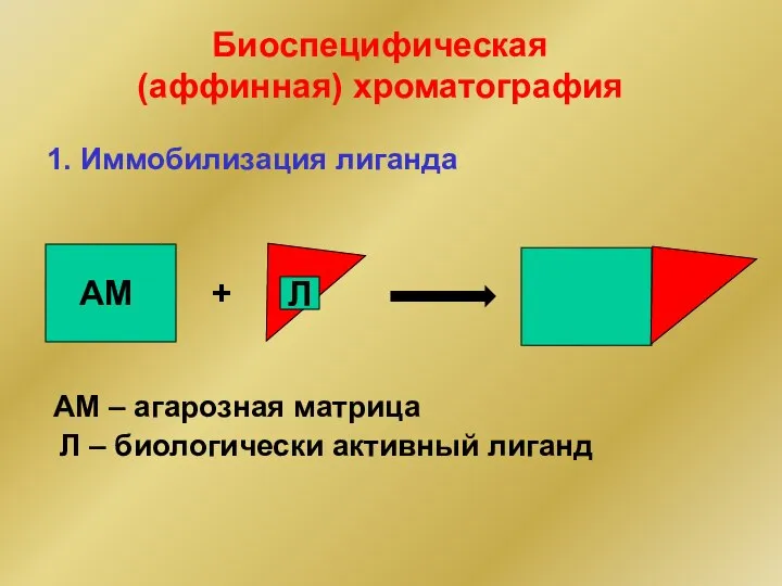 1. Иммобилизация лиганда + Л АМ АМ – агарозная матрица Л