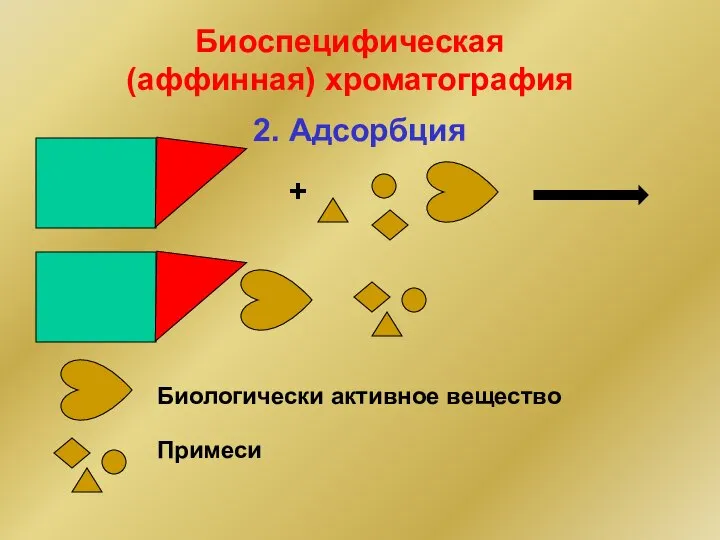 2. Адсорбция + Биологически активное вещество Примеси Биоспецифическая (аффинная) хроматография