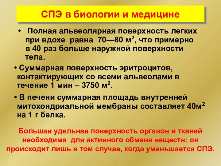 СПЭ в биологии и медицине Полная альвеолярная поверхность легких при вдохе