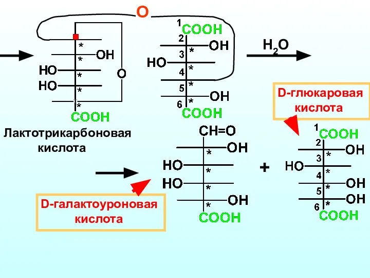 О Лактотрикарбоновая кислота Н2О + D-галактоуроновая кислота D-глюкаровая кислота