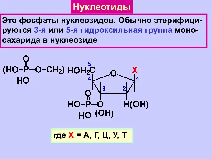 Нуклеотиды Это фосфаты нуклеозидов. Обычно этерифици- руются 3-я или 5-я гидроксильная