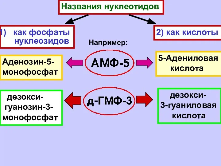 Названия нуклеотидов как фосфаты нуклеозидов 2) как кислоты Например: Аденозин-5- монофосфат