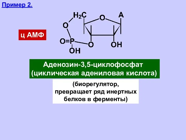 Пример 2. ц АМФ Аденозин-3,5-циклофосфат (циклическая адениловая кислота) (биорегулятор, превращает ряд инертных белков в ферменты)